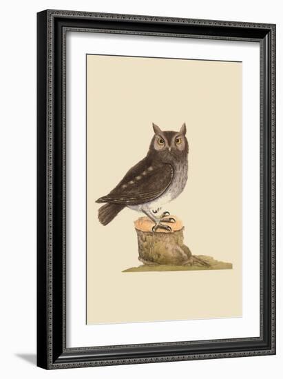 Little Owl-Mark Catesby-Framed Art Print