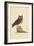 Little Owl-Mark Catesby-Framed Art Print