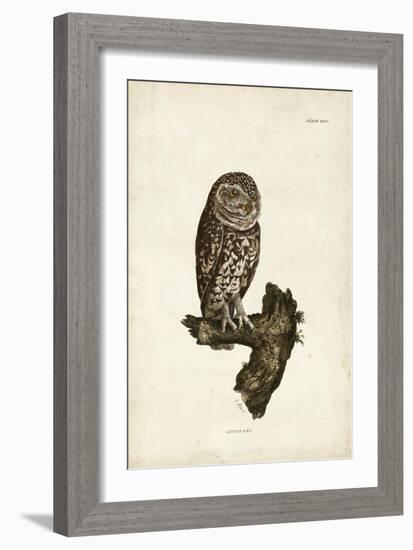 Little Owl-John Selby-Framed Art Print