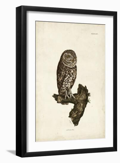 Little Owl-John Selby-Framed Art Print