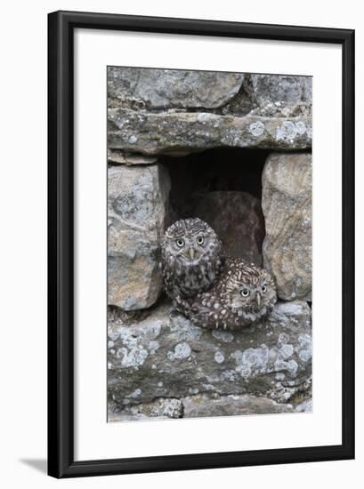 Little Owls (Athene Noctua) Perched in Stone Barn, Captive, United Kingdom, Europe-Ann & Steve Toon-Framed Photographic Print