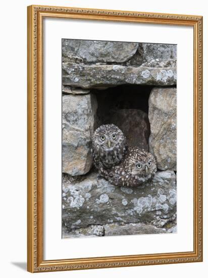 Little Owls (Athene Noctua) Perched in Stone Barn, Captive, United Kingdom, Europe-Ann & Steve Toon-Framed Photographic Print