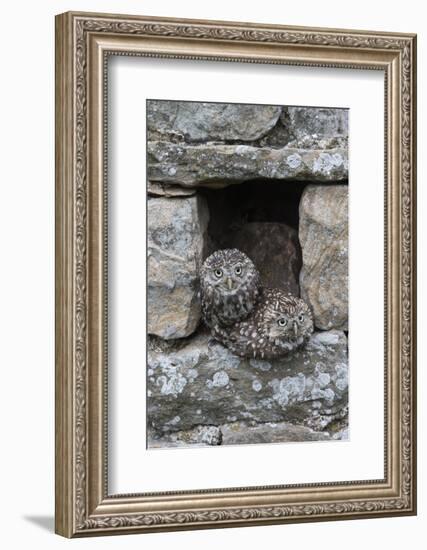 Little Owls (Athene Noctua) Perched in Stone Barn, Captive, United Kingdom, Europe-Ann & Steve Toon-Framed Photographic Print