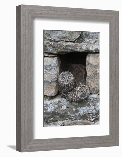 Little Owls (Athene Noctua) Perched in Stone Barn, Captive, United Kingdom, Europe-Ann & Steve Toon-Framed Photographic Print