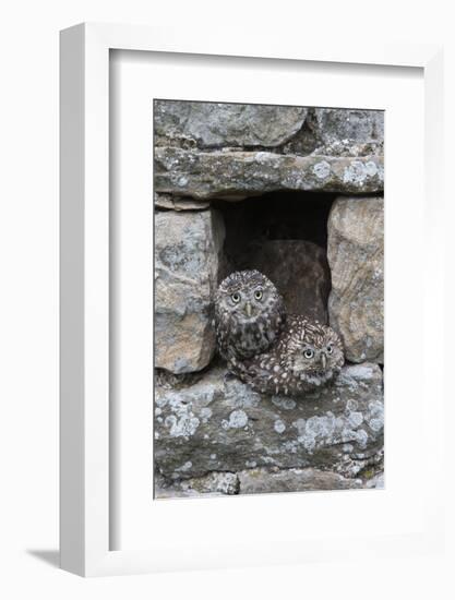 Little Owls (Athene Noctua) Perched in Stone Barn, Captive, United Kingdom, Europe-Ann & Steve Toon-Framed Photographic Print