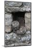 Little Owls (Athene Noctua) Perched in Stone Barn, Captive, United Kingdom, Europe-Ann & Steve Toon-Mounted Photographic Print