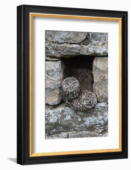 Little Owls (Athene Noctua) Perched in Stone Barn, Captive, United Kingdom, Europe-Ann & Steve Toon-Framed Photographic Print