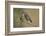 Little owls courtship, Spain-Dietmar Nill-Framed Photographic Print