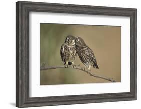 Little owls courtship, Spain-Dietmar Nill-Framed Photographic Print