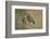 Little owls courtship, Spain-Dietmar Nill-Framed Photographic Print