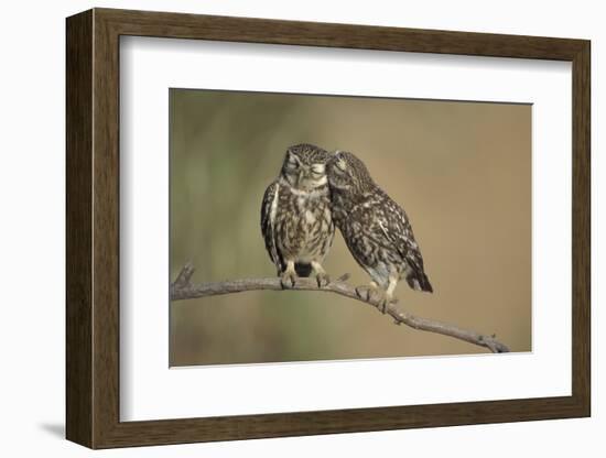 Little owls courtship, Spain-Dietmar Nill-Framed Photographic Print