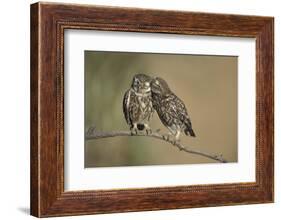 Little owls courtship, Spain-Dietmar Nill-Framed Photographic Print