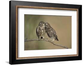 Little owls courtship, Spain-Dietmar Nill-Framed Photographic Print