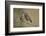 Little owls courtship, Spain-Dietmar Nill-Framed Photographic Print