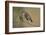Little owls courtship, Spain-Dietmar Nill-Framed Photographic Print
