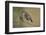 Little owls courtship, Spain-Dietmar Nill-Framed Photographic Print