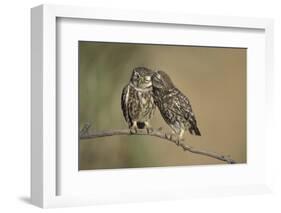 Little owls courtship, Spain-Dietmar Nill-Framed Photographic Print
