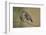 Little owls courtship, Spain-Dietmar Nill-Framed Photographic Print