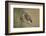 Little owls courtship, Spain-Dietmar Nill-Framed Photographic Print