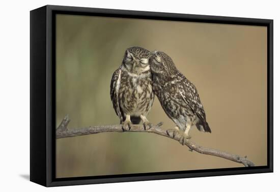 Little owls courtship, Spain-Dietmar Nill-Framed Premier Image Canvas