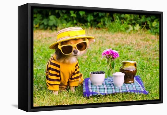 Little Puppy Of Chihuahua Breed At The Picnic On Green Grass-vitalytitov-Framed Premier Image Canvas