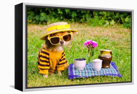 Little Puppy Of Chihuahua Breed At The Picnic On Green Grass-vitalytitov-Framed Premier Image Canvas