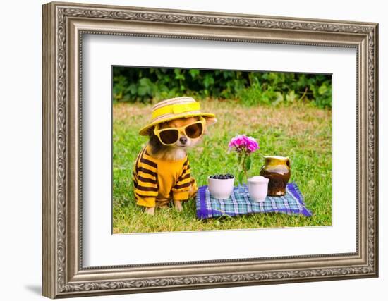 Little Puppy Of Chihuahua Breed At The Picnic On Green Grass-vitalytitov-Framed Photographic Print