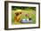 Little Puppy Of Chihuahua Breed At The Picnic On Green Grass-vitalytitov-Framed Photographic Print