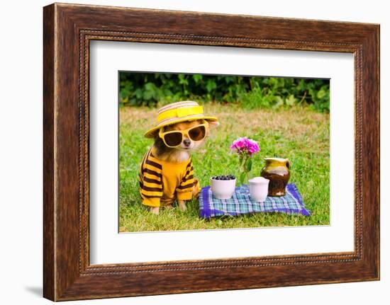 Little Puppy Of Chihuahua Breed At The Picnic On Green Grass-vitalytitov-Framed Photographic Print