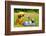 Little Puppy Of Chihuahua Breed At The Picnic On Green Grass-vitalytitov-Framed Photographic Print