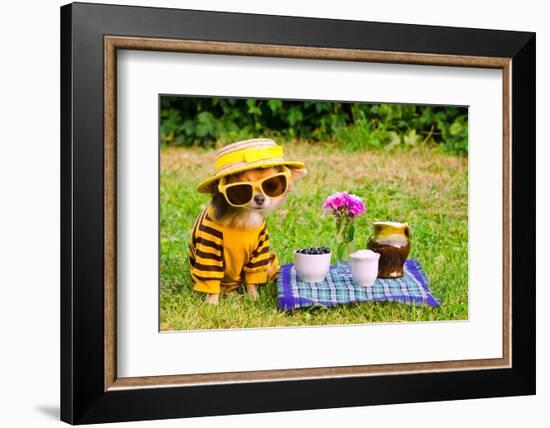 Little Puppy Of Chihuahua Breed At The Picnic On Green Grass-vitalytitov-Framed Photographic Print