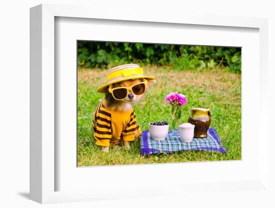 Little Puppy Of Chihuahua Breed At The Picnic On Green Grass-vitalytitov-Framed Photographic Print