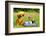 Little Puppy Of Chihuahua Breed At The Picnic On Green Grass-vitalytitov-Framed Photographic Print