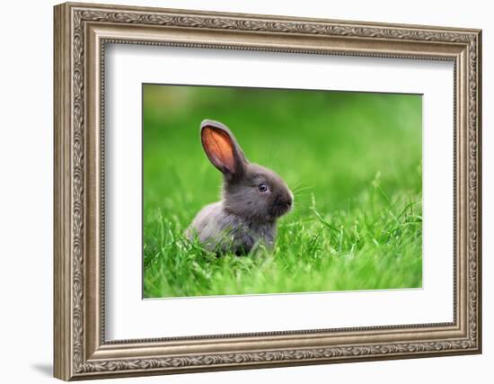 Little Rabbit on Green Grass in Summer Day-Volodymyr Burdiak-Framed Photographic Print