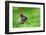 Little Rabbit on Green Grass in Summer Day-Volodymyr Burdiak-Framed Photographic Print