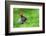 Little Rabbit on Green Grass in Summer Day-Volodymyr Burdiak-Framed Photographic Print