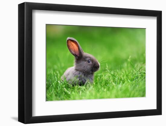 Little Rabbit on Green Grass in Summer Day-Volodymyr Burdiak-Framed Photographic Print