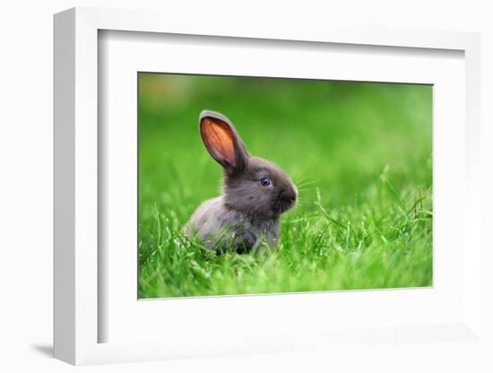 Little Rabbit on Green Grass in Summer Day-Volodymyr Burdiak-Framed Photographic Print