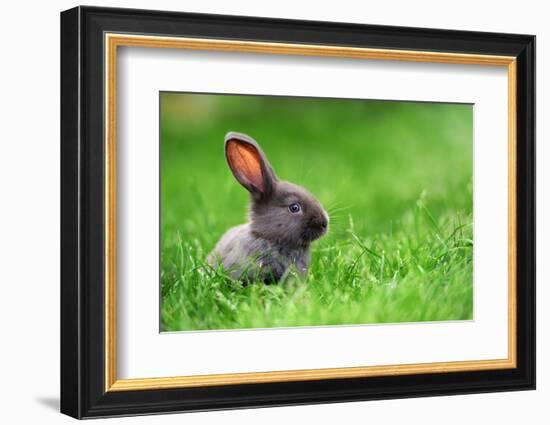 Little Rabbit on Green Grass in Summer Day-Volodymyr Burdiak-Framed Photographic Print