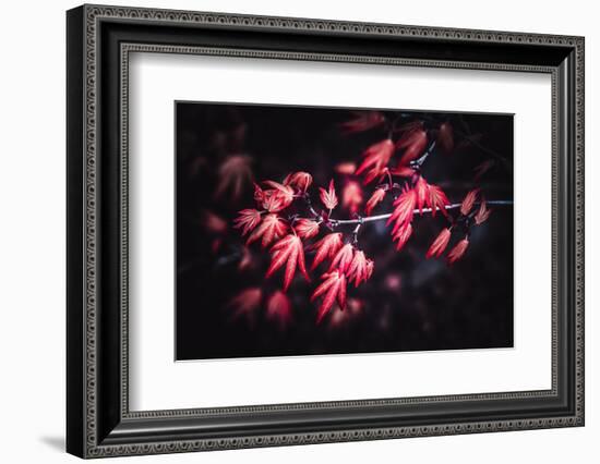 Little Red-Philippe Sainte-Laudy-Framed Photographic Print