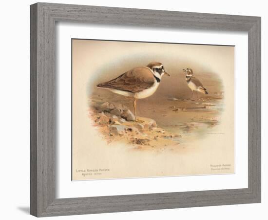 Little Ringed Plover (Aegialitis minor), Killdeer Plover (Oxyechus vociferus), 1900, (1900)-Charles Whymper-Framed Giclee Print