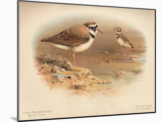 Little Ringed Plover (Aegialitis minor), Killdeer Plover (Oxyechus vociferus), 1900, (1900)-Charles Whymper-Mounted Giclee Print