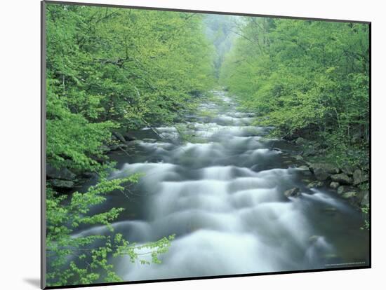 Little River, Tremont Area, Great Smoky Mountains National Park, Tennessee, USA-Darrell Gulin-Mounted Photographic Print