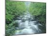 Little River, Tremont Area, Great Smoky Mountains National Park, Tennessee, USA-Darrell Gulin-Mounted Photographic Print