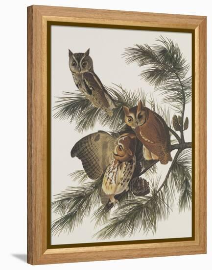 Little Screech Owl or Mottled Owl-John James Audubon-Framed Stretched Canvas