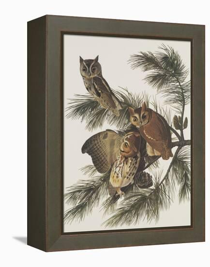 Little Screech Owl or Mottled Owl-John James Audubon-Framed Stretched Canvas