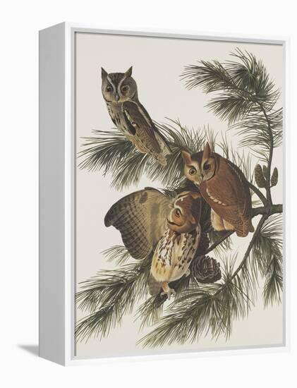 Little Screech Owl or Mottled Owl-John James Audubon-Framed Stretched Canvas