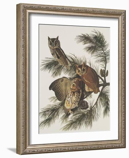 Little Screech Owl or Mottled Owl-John James Audubon-Framed Art Print