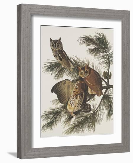 Little Screech Owl or Mottled Owl-John James Audubon-Framed Art Print