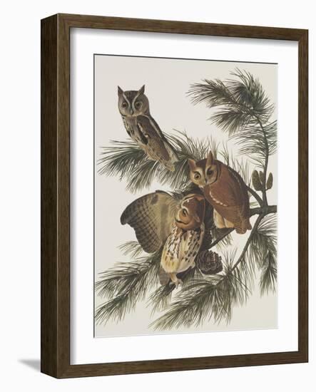 Little Screech Owl or Mottled Owl-John James Audubon-Framed Art Print